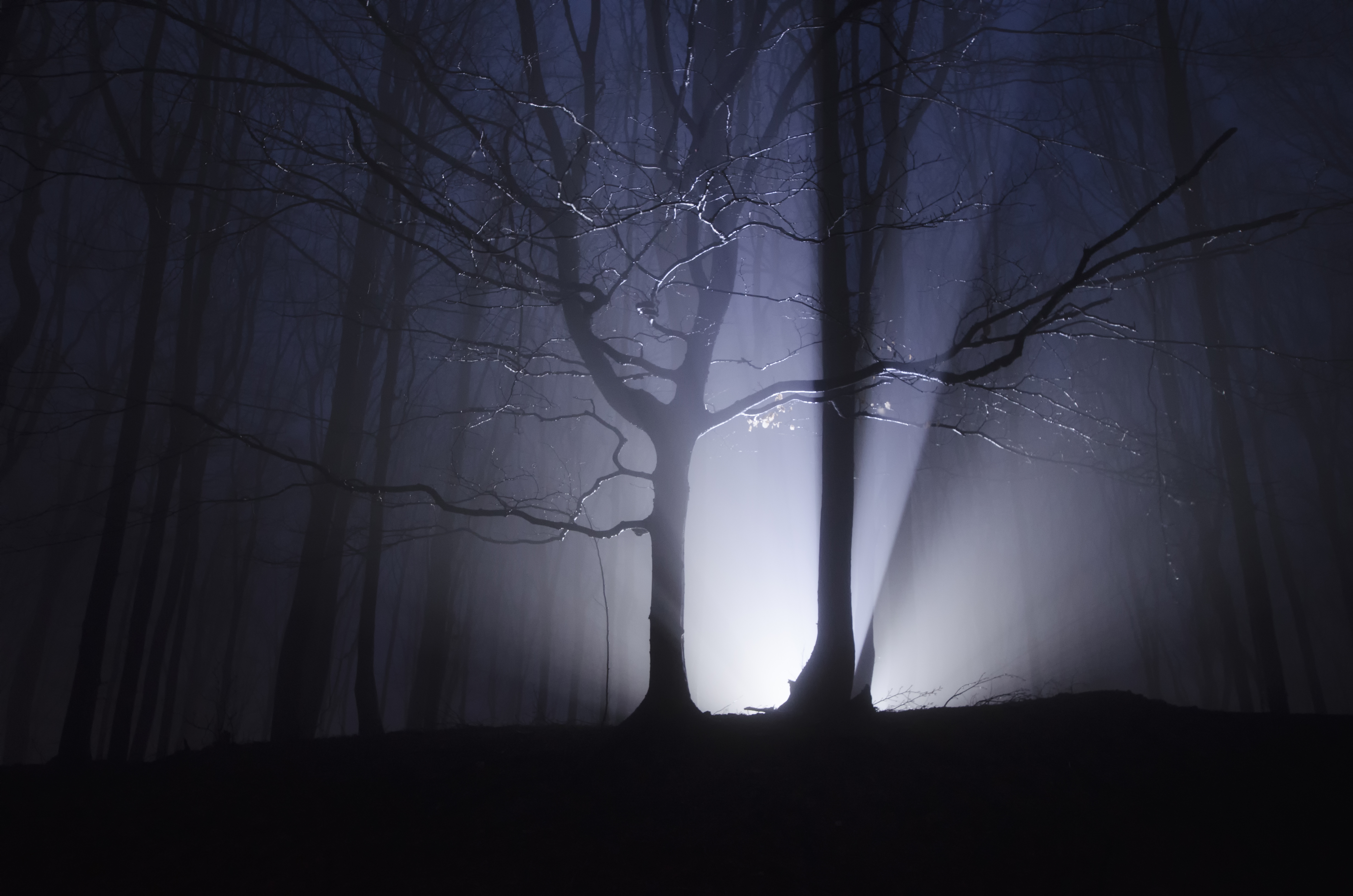 light-rays-forest-at-night-S3ZN7G5
